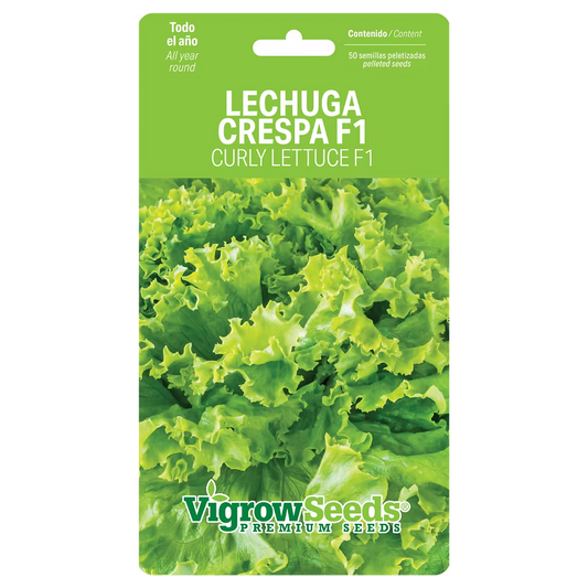 SEMILLA LECHUGA CRESPA VIGROW SEEDS 1.5G