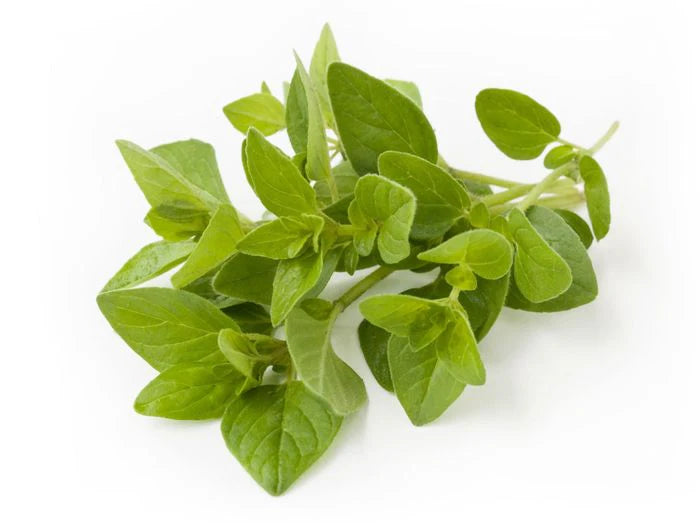 OREGANO ORGANICO UNIDAD