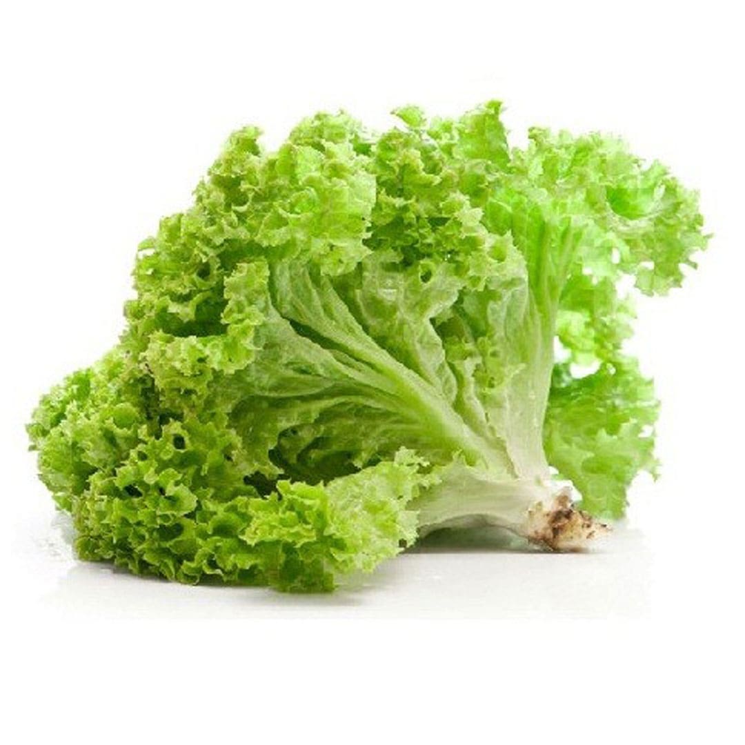 LECHUGA FREEZE UNIDAD