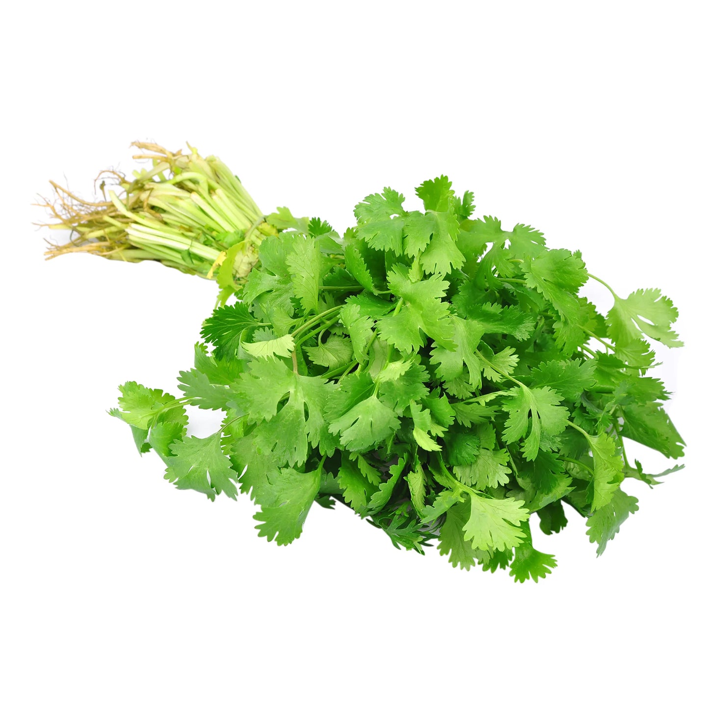 CULANTRO ORGANICO 80G