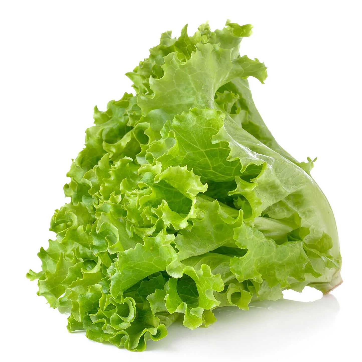 LECHUGA AMERICANA UNIDAD